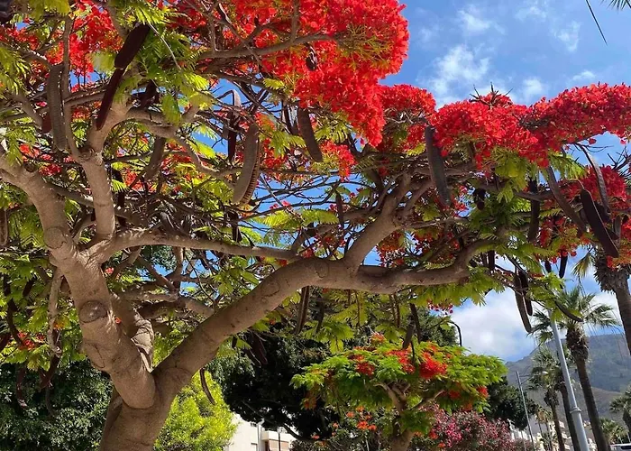 Seaview - Pool, Air Con, Office Ready Costa Adeje (Tenerife)