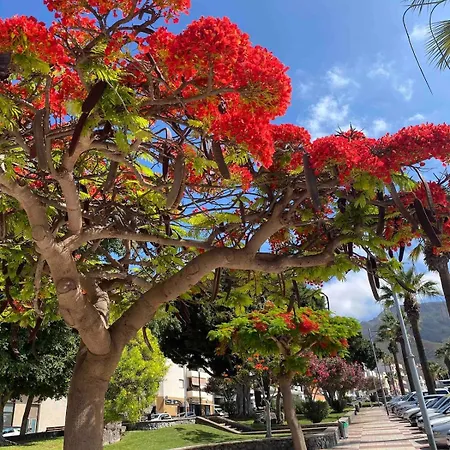 Seaview - Pool, Air Con, Office Ready Costa Adeje (Tenerife)